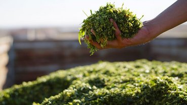 NIR spectroscopy for forage and silage