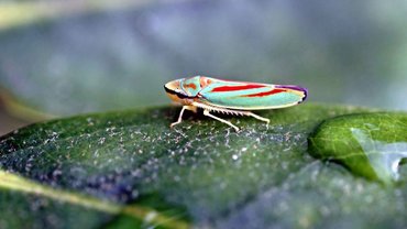 Laser measurement for analyzing insect communication and enthomological research Laser measurement for analyzing insect communication and enthomological research